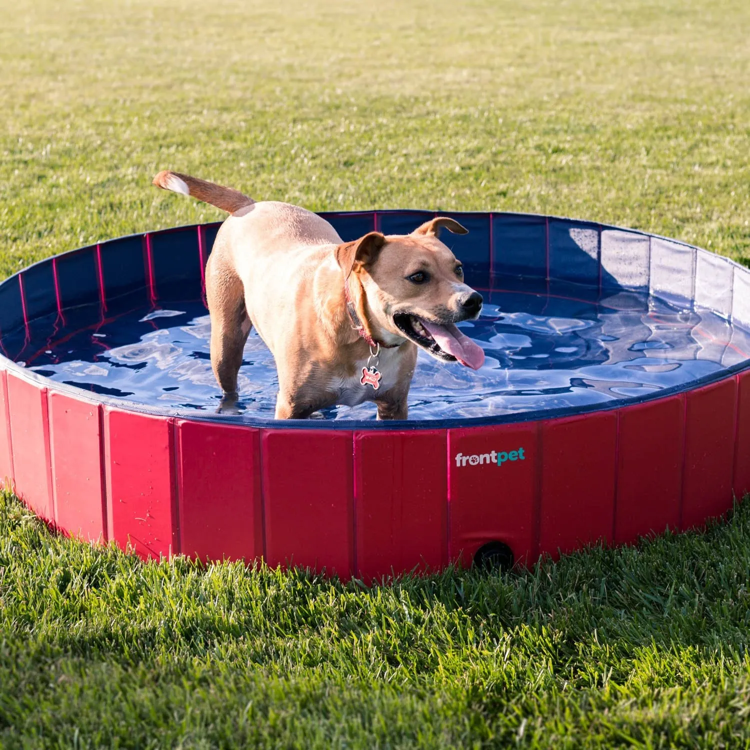 Folding Dog Pool with Drain Plug