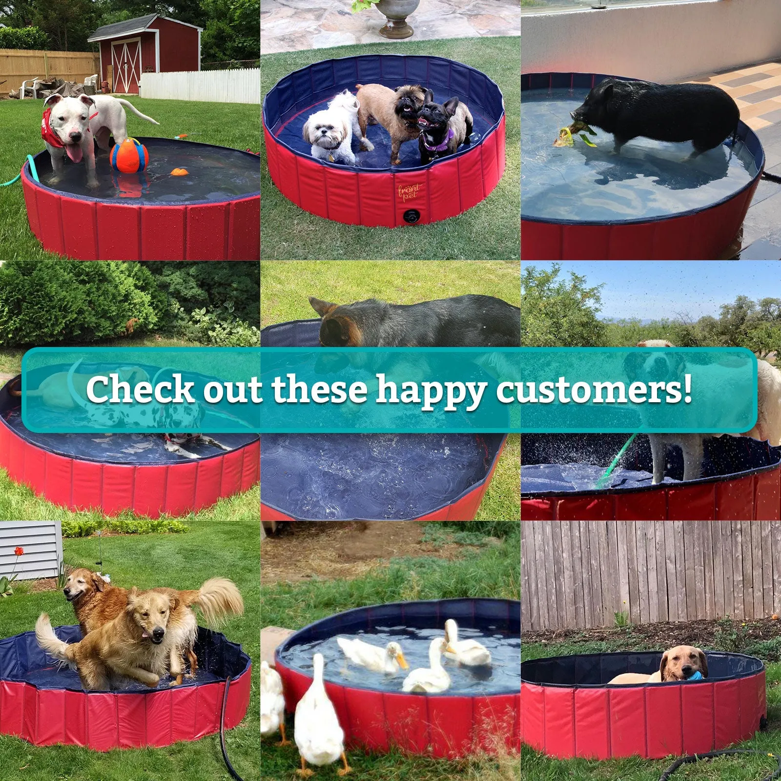 Folding Dog Pool with Drain Plug