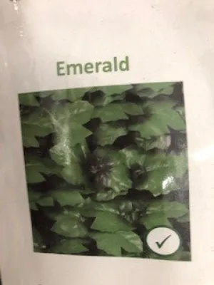 GreenFX Artificial Roll Hedge 100 h x w 300cm Emerald