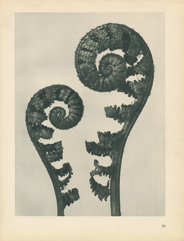 Karl Blossfeldt: Variations