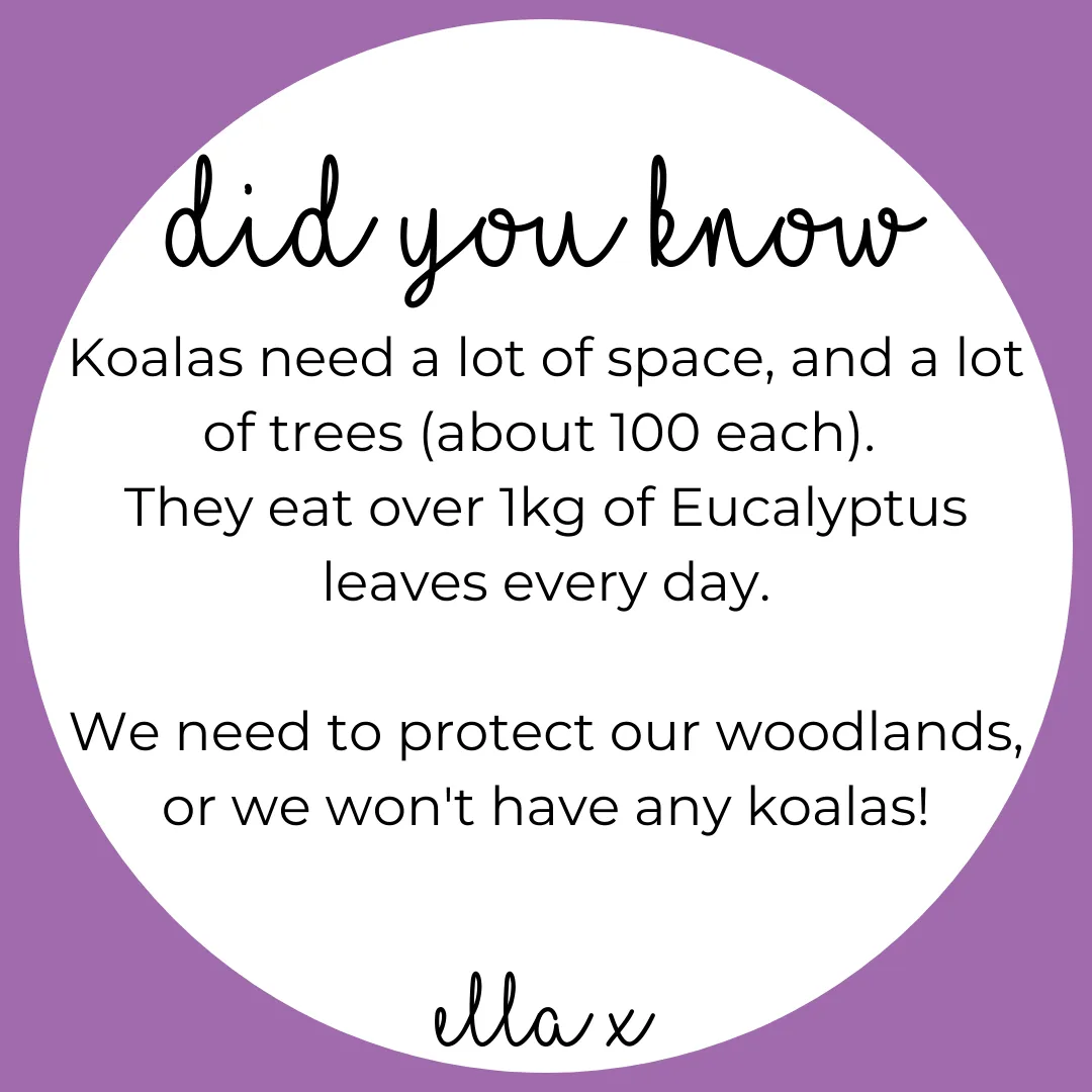 Limited Edition: Koala   Eucalyptus Covered Buttons