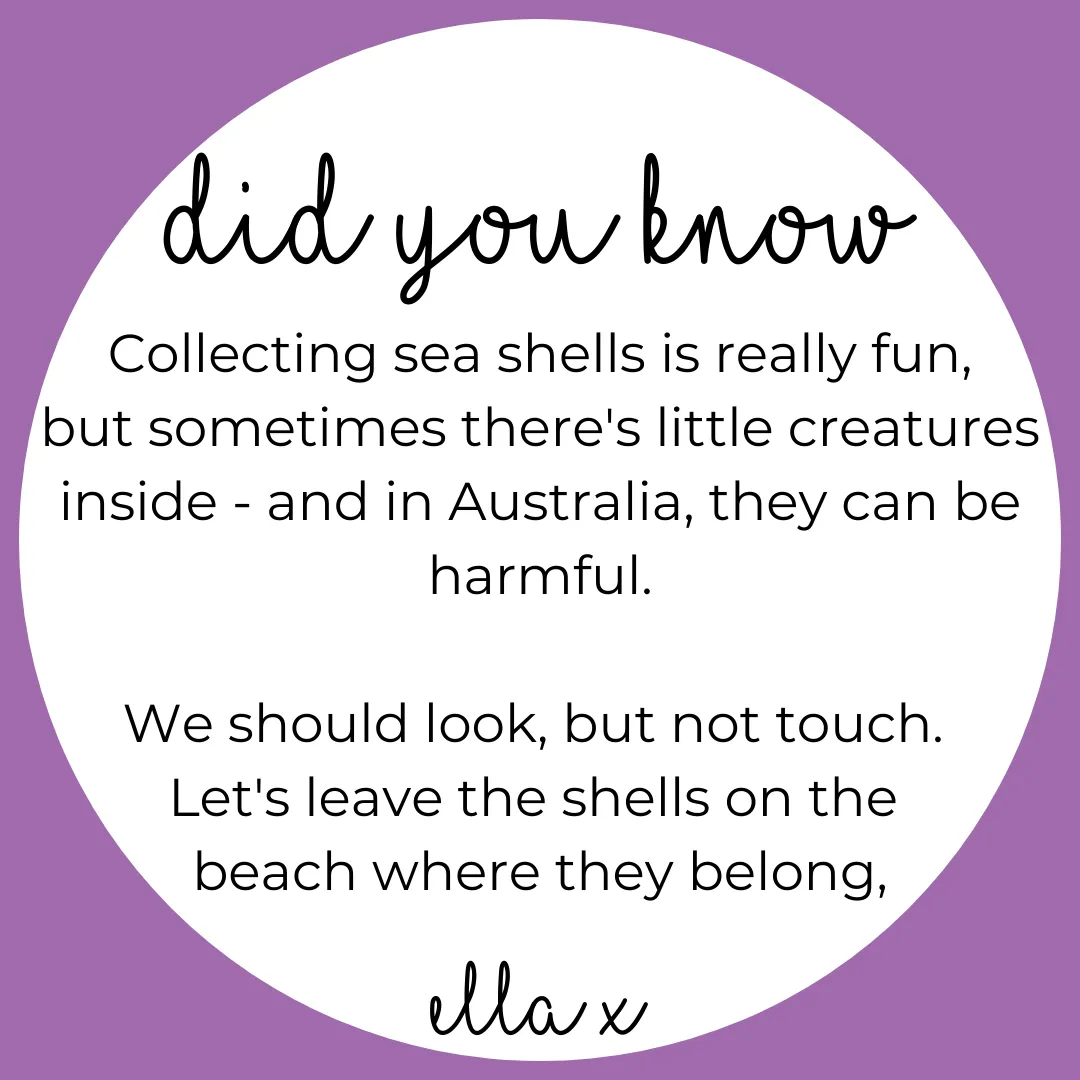 Limited Edition: Sea Shells Covered Buttons