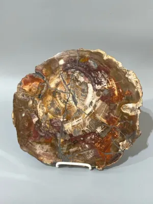 Petrified Wood Slice