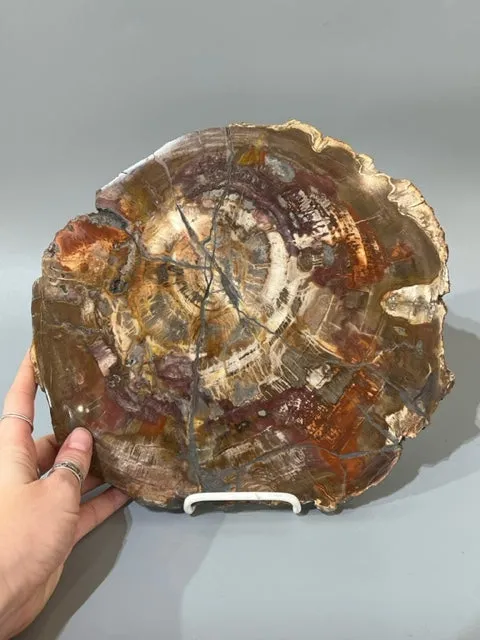 Petrified Wood Slice