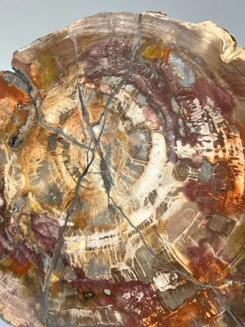 Petrified Wood Slice