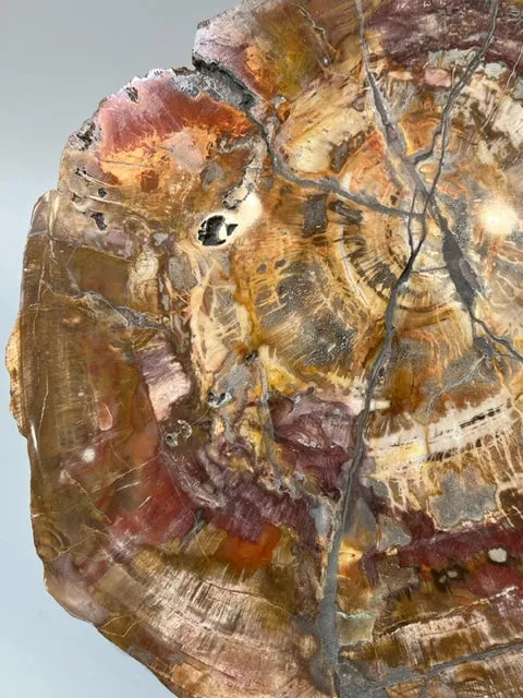 Petrified Wood Slice