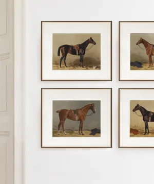 Set of Four Horse Portraits | Collection I